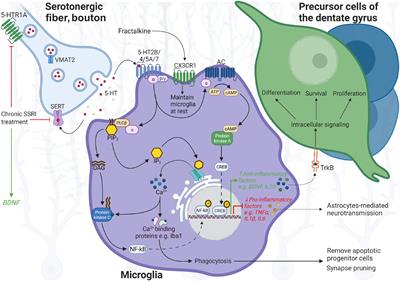 Microglia Function on Precursor Cells in the Adult Hippocampus and Their Responsiveness to Serotonin Signaling